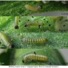 mel ornata larva1 volg11